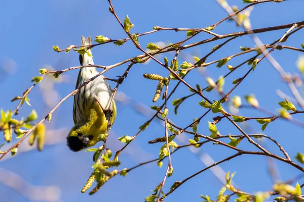 Siskin (Carduelis spinus) baş aşağı bir ağaca tünedi