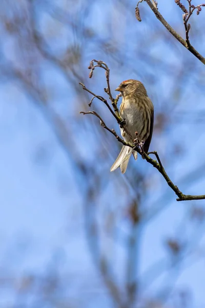 Redpoll Acanthis Flammea Perché Dans Arbre — Photo