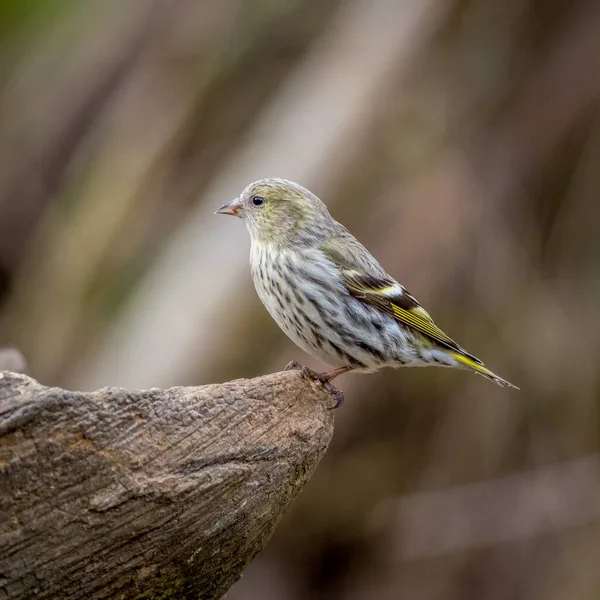 Ternera Euroasiática Carduelis Spinus Posada Sobre Tronco —  Fotos de Stock