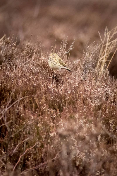 Alouette Alauda Arvensis Perchée Sur Bruyère — Photo