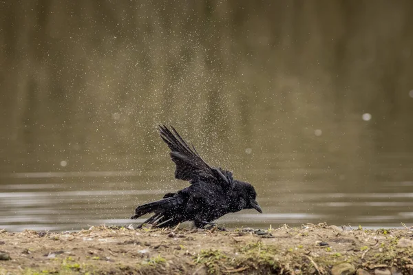 Aaskrähe Corvus Corone Wäscht Und Schüttelt Wasser Von — Stockfoto