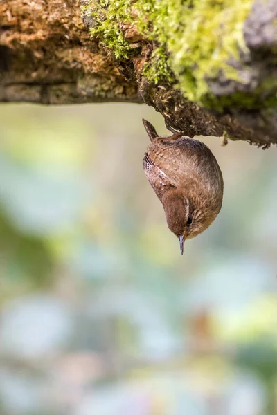 Wren Trogloditas Trogloditas Colgando Boca Abajo — Foto de Stock