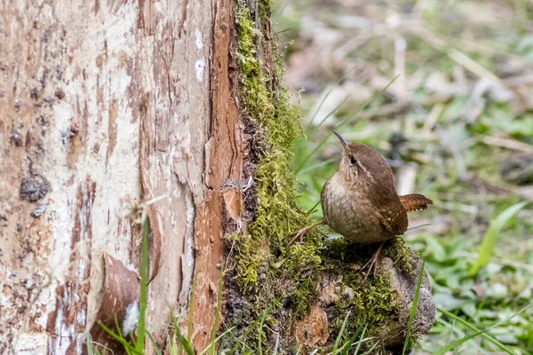 Wren Troglodyty Troglodyty Usazená Stromě — Stock fotografie