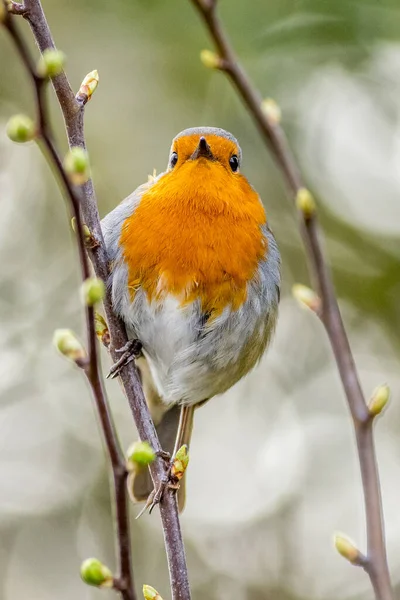 Evropský Robin Erithacus Rubecula Usazený Větvi — Stock fotografie