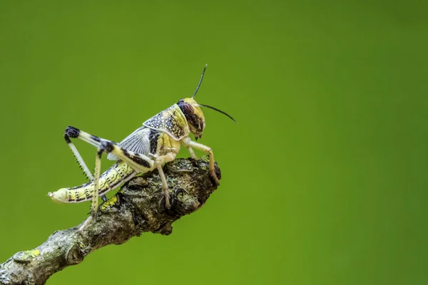 Sprinkhaan Een Boom Aftakking Closeup — Stockfoto