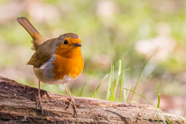 Europees Roodborstje Erithacus Rubecula Een Stam — Stockfoto