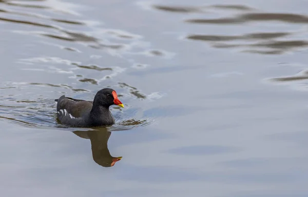 Moorhuhn Gallinula Chloropus Auf Einem See Großbritannien — Stockfoto