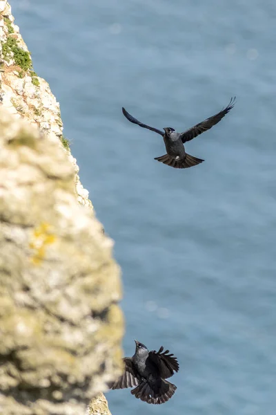 Jackdaw Corvus Monedula Rzucający Się Przepaść — Zdjęcie stockowe