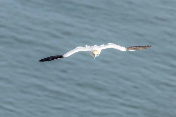 Gannet Morus Bassanus Flygning — Stockfoto