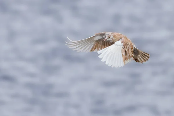 Duva Flygning Över Sjö — Stockfoto