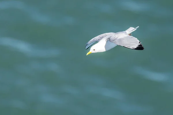 Kittiwake Rissa Tridactyla Flight — Stock Photo, Image