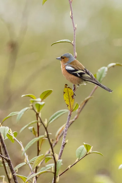 Chaffinch Fringilla Coelebs Perched Bush — Stock Photo, Image