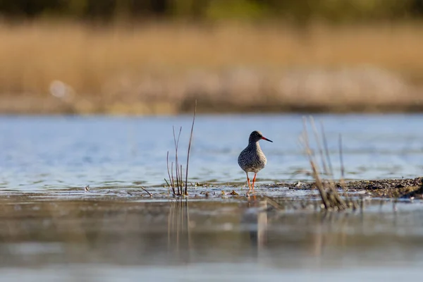 Roodschenkel Tringa Totanus Die Als Voedsel Wordt Gebruikt — Stockfoto