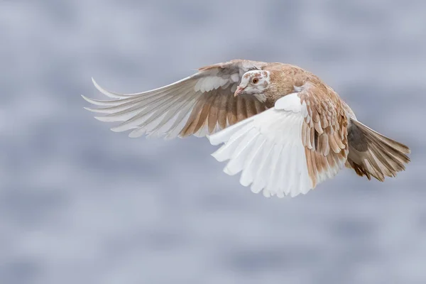 Duif Vlucht Een Meer — Stockfoto