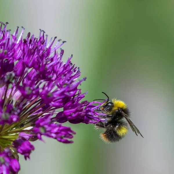 Allium Plném Květu Včelkou — Stock fotografie