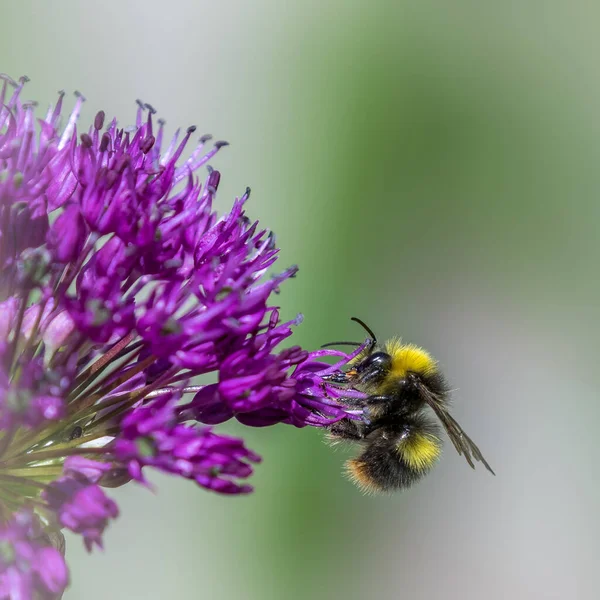 Allium Voller Blüte Mit Einer Biene — Stockfoto