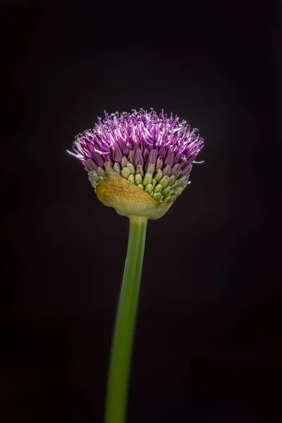 Allium Fialový Květ Jaře — Stock fotografie