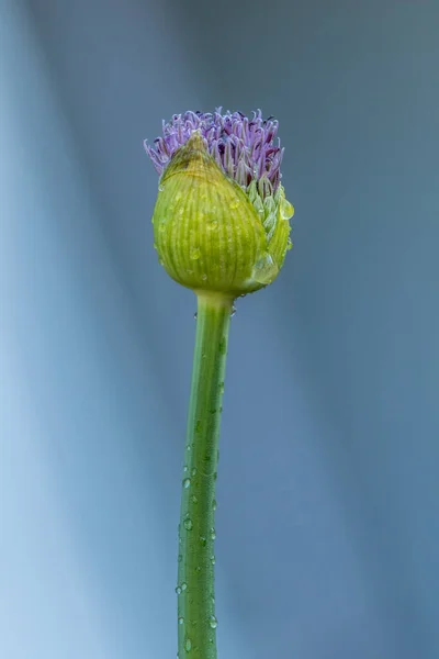 Allium Fioletowy Kwiat Wiosną — Zdjęcie stockowe