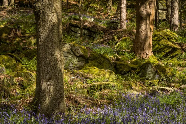 Bluebells Hyacinthoides Non Scripta Hardcastle Crags Ist Ein Bewaldetes Pennine — Stockfoto