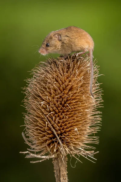 Rato Colheita Micromys Minutus Close — Fotografia de Stock