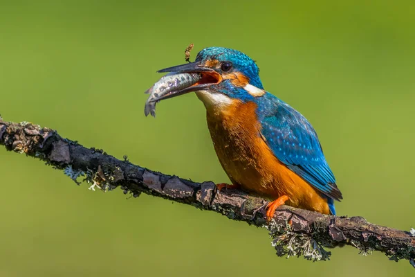 Kingfisher Alcedo Placerad Gren — Stockfoto