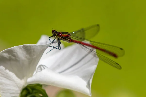 Velká Červená Damselfly Zblízka — Stock fotografie