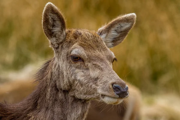 Red Deer Dans Les Hautes Terres Écossaises Royaume Uni — Photo