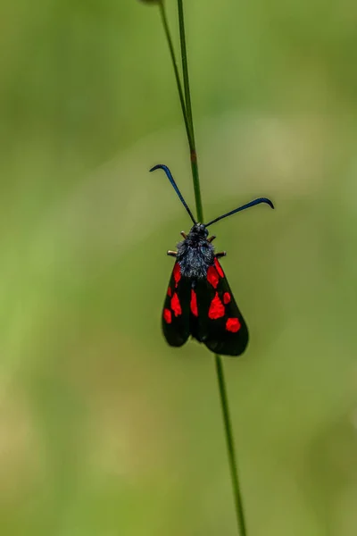 Fünffleckige Kreuzblume Zygaena Trifolii Auf Einem Grasstamm — Stockfoto