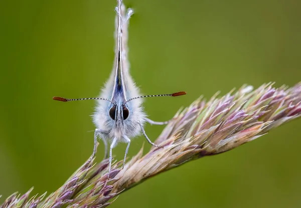 Mariposa Azul Común Polyommatus Icarus Encaramada —  Fotos de Stock