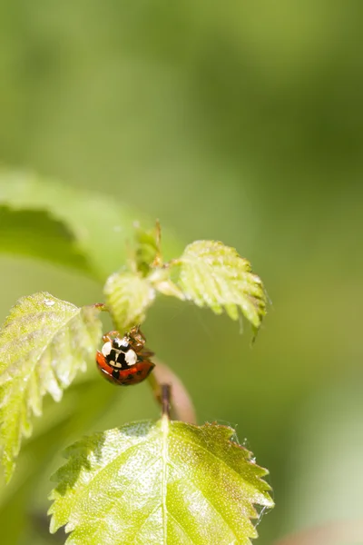 Pequena joaninha — Fotografia de Stock