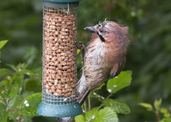 Jay på feeder — Stockfoto