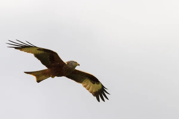 Röd glada (milvus milvus) — Stockfoto