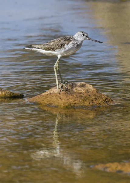 Greenshank — Stock fotografie