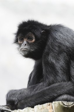 siyah örümcek maymun