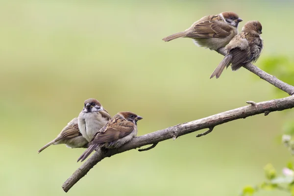 Gorriones de árbol (Passer montanus ) — Foto de Stock