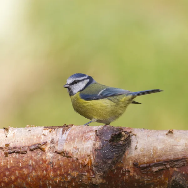 Blå pupp – stockfoto