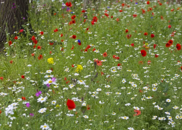 Wildflower meadow — Stock Photo, Image