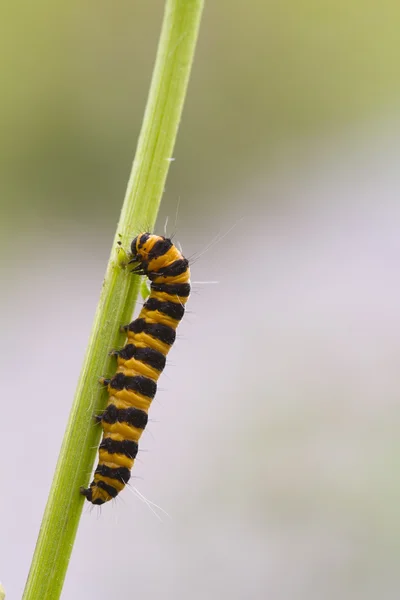Cinco spot Burnet Caterpillar — Fotografia de Stock