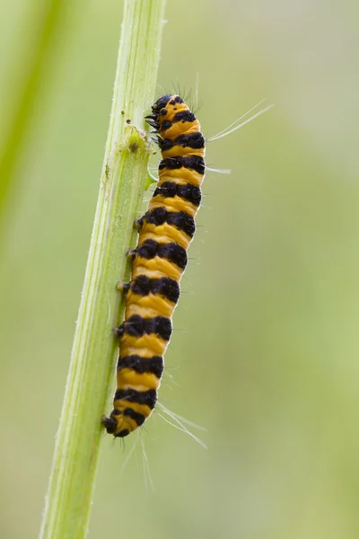 Cinco spot Burnet Caterpillar — Fotografia de Stock