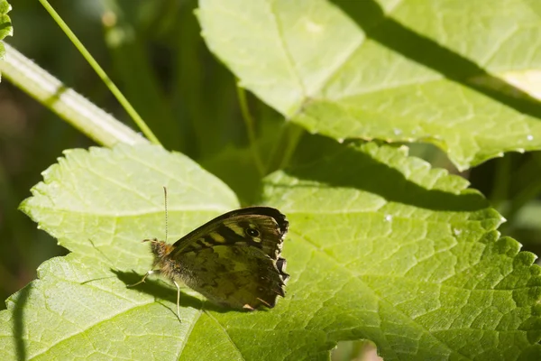 Gespikkelde hout vlinder — Stockfoto