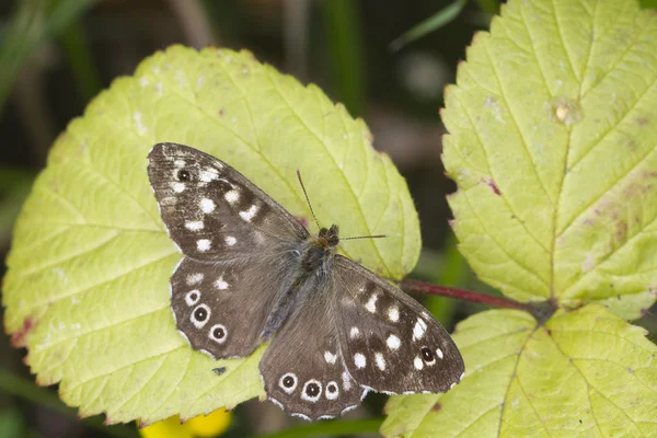 斑点のある木の蝶 — ストック写真