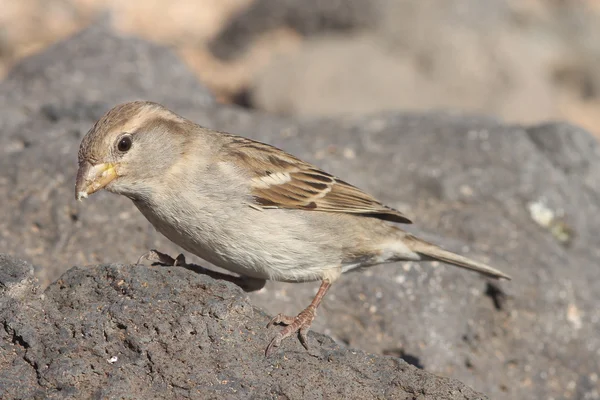 Sparrow från fuerteventura — Stockfoto