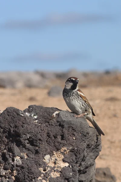 Sparrow from canary islands — Stock Photo, Image
