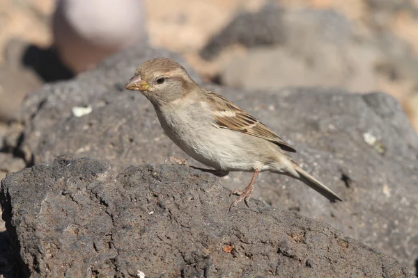 Sparrow from canary islands — Stock Photo, Image