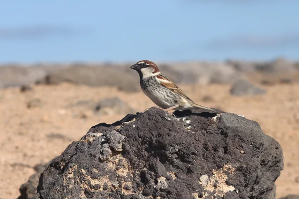 Bruant des îles Canaries — Photo