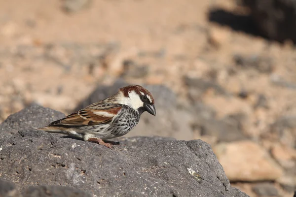 Sparrow från Kanarieöarna — Stockfoto