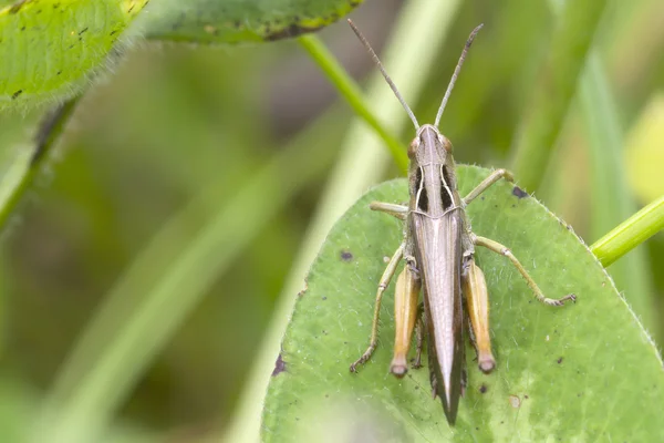 Grasshopper on stem — Stock Photo, Image