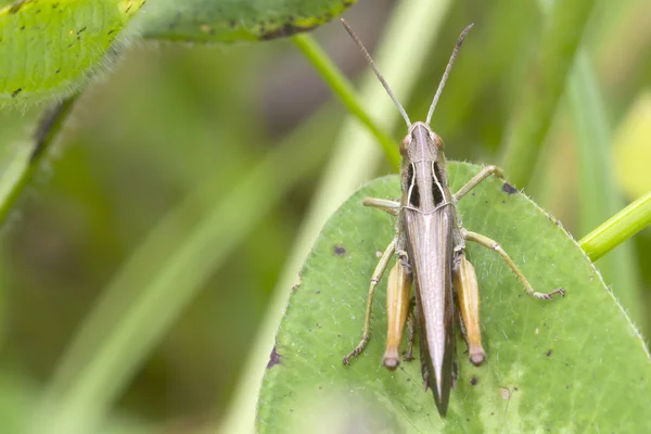 Gräshoppa på stam — Stockfoto