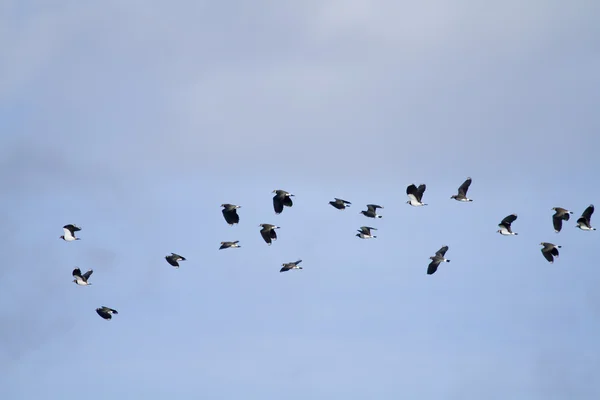 Avefría (vanellus vanellus) — Foto de Stock