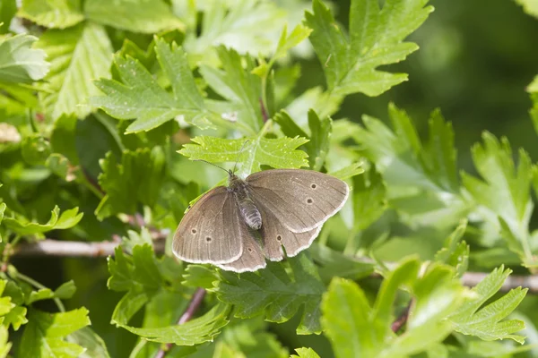 Ringlet butterfly — Stock Photo, Image